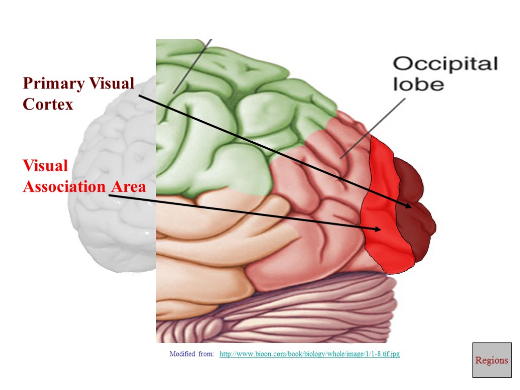 Primary Visual Cortex Visual Association Area Regions Modified from: http://www.bioon.com/book/biology/whole/image/1/1-8.tif.jpg